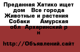 Преданная Хатико ищет дом - Все города Животные и растения » Собаки   . Амурская обл.,Архаринский р-н